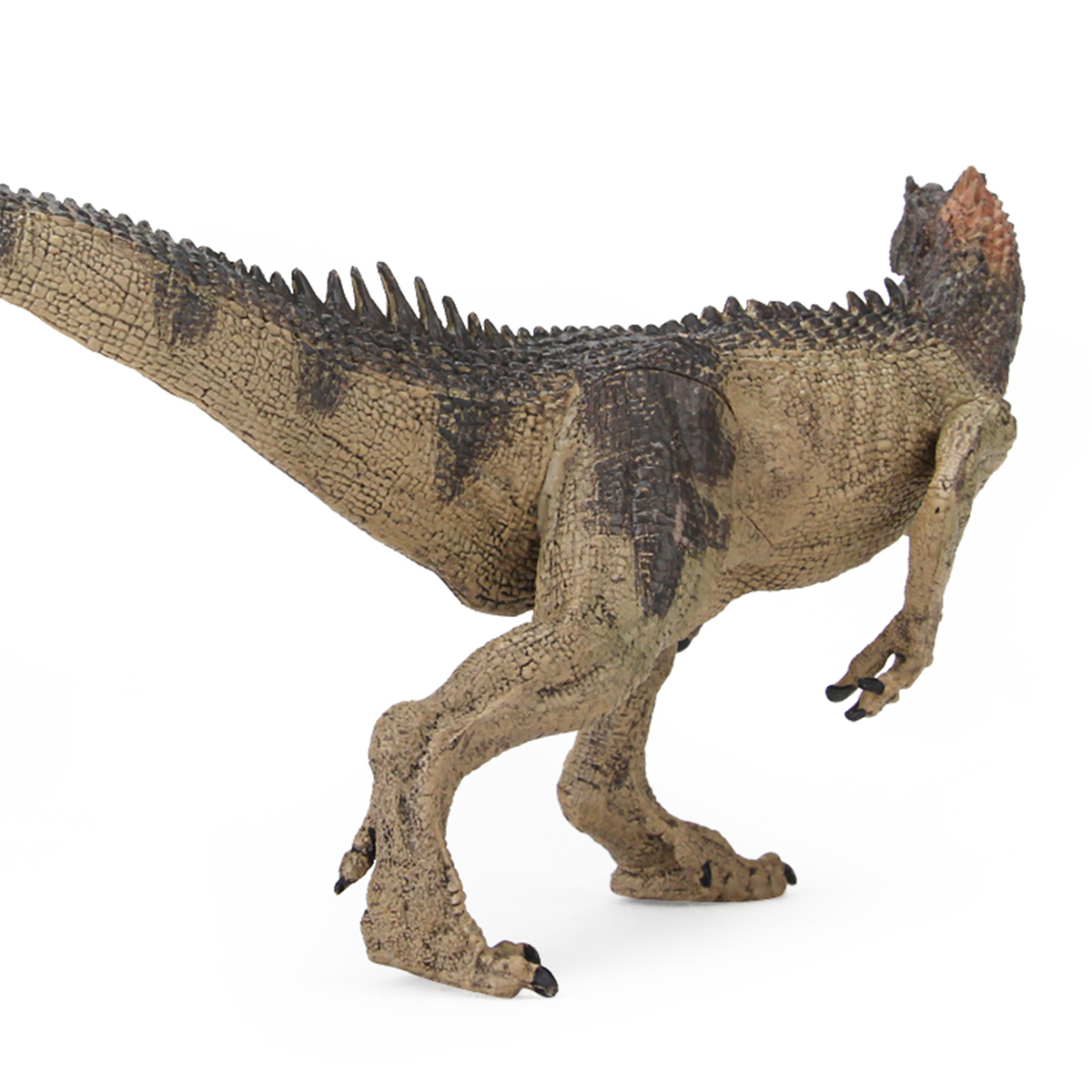 Details about   Realistic Dinosaurs Allosaurus Figure Jurassic Prehistoric Animal Kids Z0D4 D4O1 