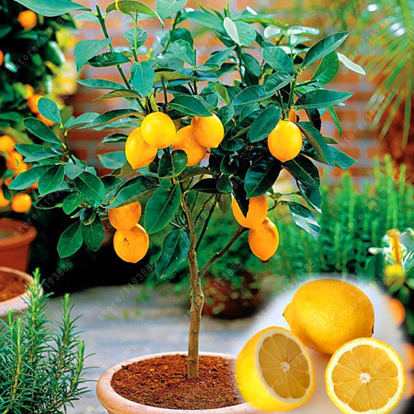 

Egrow 20 Pcs/Pack Edible Yellow Lemon Seed Citrus Bonsai Home Garden Fresh Lemon Fruit Tree Seeds