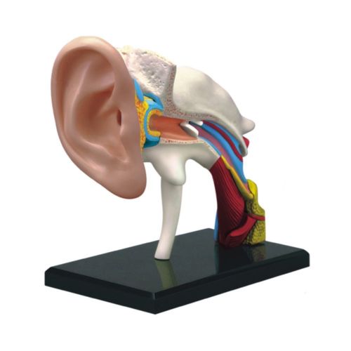 

4D Vision Human Ear Anatomy Model Anatomical Medical Learn Study Equipment