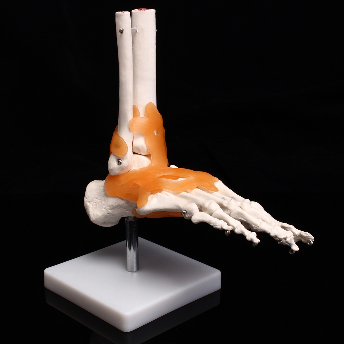 

Life Size Foot Ankle Joint Anatomical Skeleton Model Human Medical Anatomy Teaching Training Education Office Settings