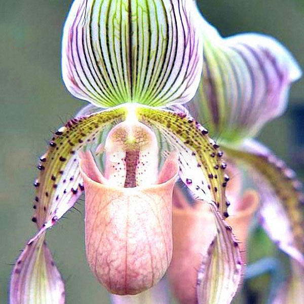 

Egrow 20pcs / Сумка Новые семена Редкий Орхидея Семена Цветочная орхидея Семена Для дома Сад Растения