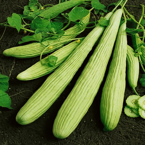 

Egrow 50 Pcs/Bag Giant Long Green Cucumber Seeds Crisp Sweet Fruit Organic Vegetable Seed