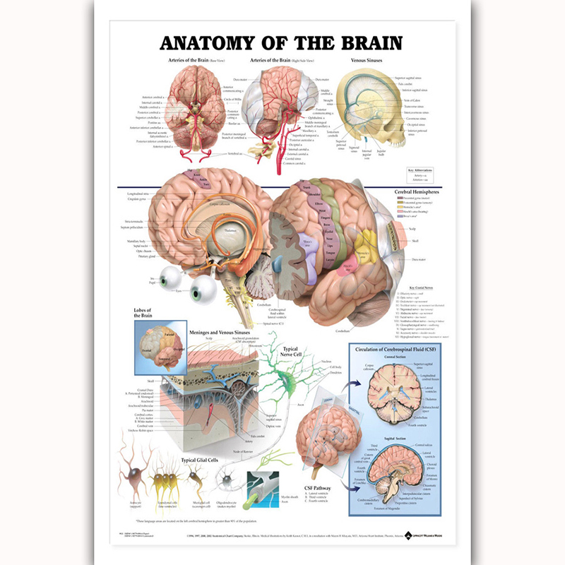 

Human Anatomy of the Brain Poster Anatomical Chart Human Body Medical Education