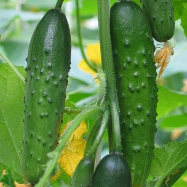 

Egrow 20 Pcs/Pack Cucumber Seeds Crisp Vegetable Fruit Seed for Home Garden Greenhouse Planting