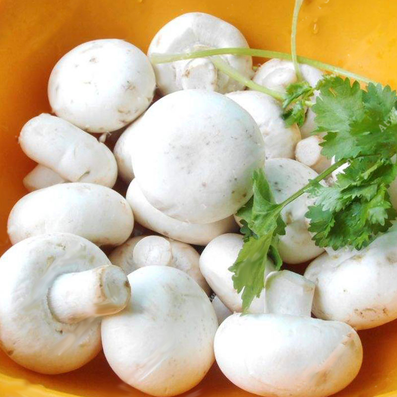 

Egrow 100Pcs/Bag White Mushroom Seeds New Edible and Healthy Vegetable Seeds Bonsai Plant Seeds