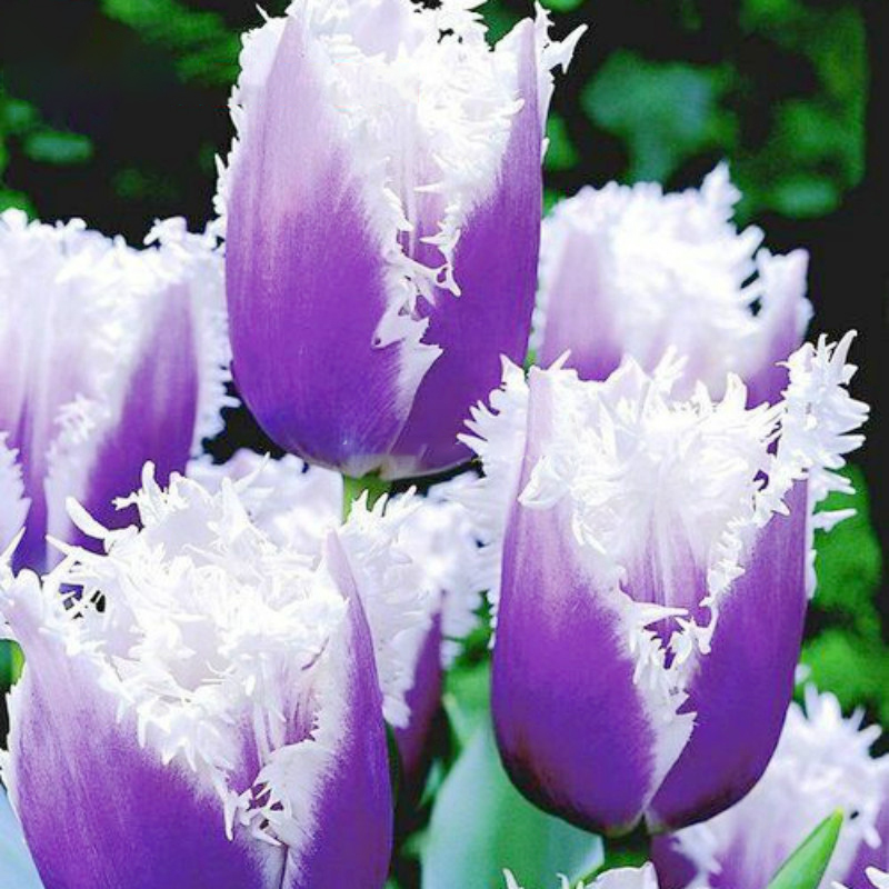 

Egrow 50Pcs/Bag Tulip Seeds Rare Bonsai Flower Seeds Ice Cream as Beautiful Tulips Potted Perennial Home Gardens Tulip Plants Seeds