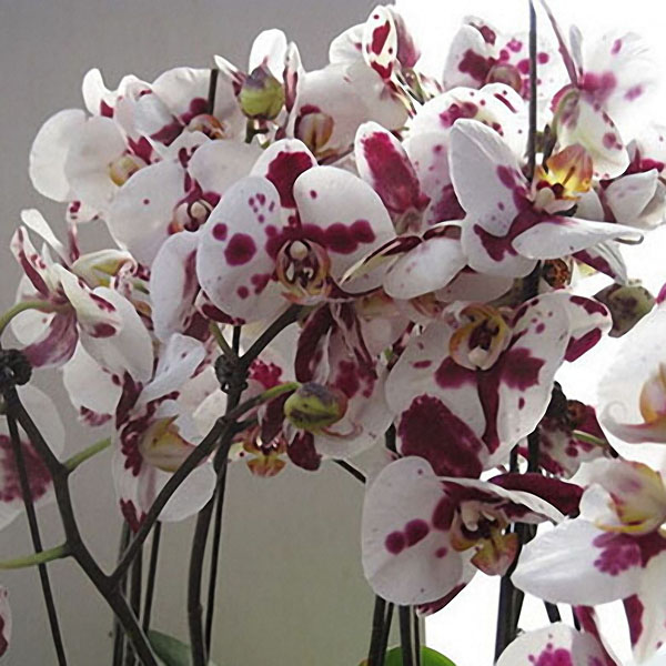 

Egrow 200pcs / Сумка Phalaenopsis Orchid Семена Редкий Бонсай Растения Цветы Семена Для дома Сад Растения
