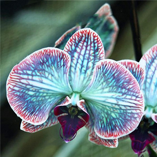 

Egrow 200pcs / Сумка Редкий Orchid Семена Bonsai Растение Семена Цветок природного роста Семена для дома Сад