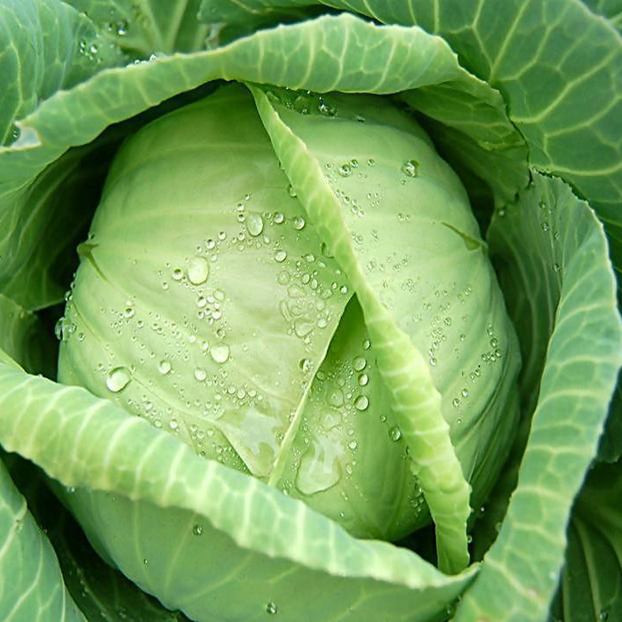 

Egrow 100Pcs / Pack Гигантская капуста Семена Органические витаминные овощи Семена Внутренние растения