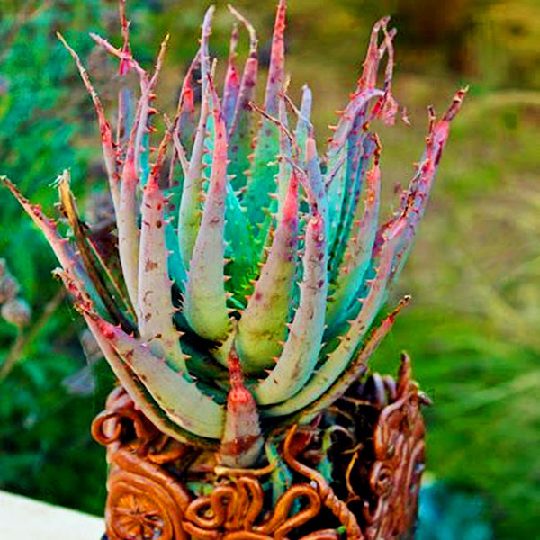 

Egrow 100 Pcs/Pack Aloe Seeds Vera Plant Bonsai Edible Beauty Edible Cosmetic Bonsai Plants for Home