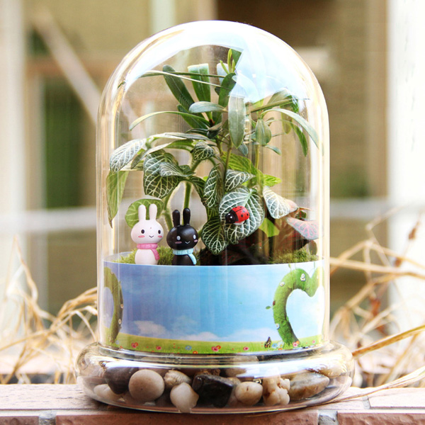 

Cylinder Shaped DIY Moss Micro Landscape Glass Bottle Succulent Plants Vase Home Decoration