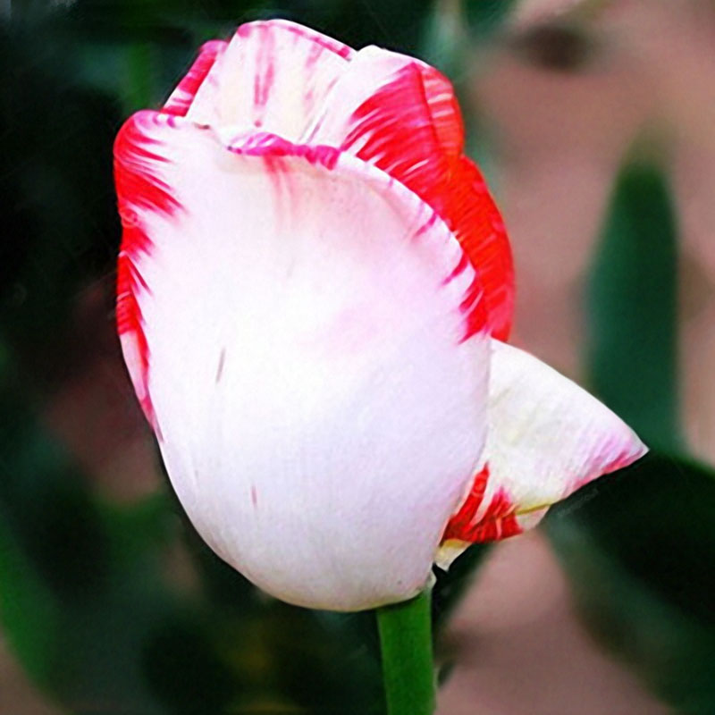 

Egrow 10Pcs Духи Тюльпан Семя Многолетник Высококачественный цветок Бонсай Семена Главная Сад Посадка