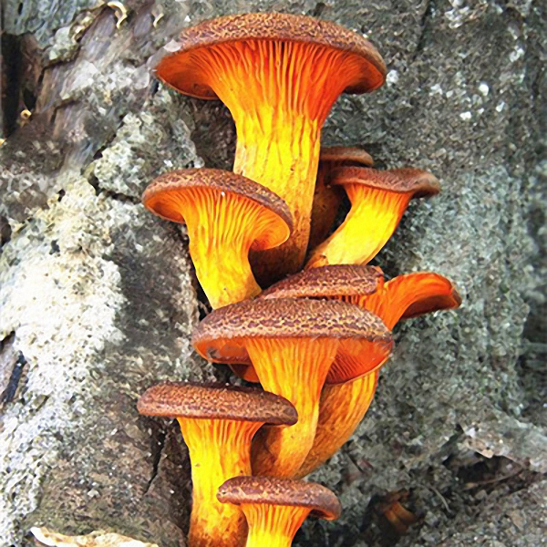 

Egrow 50Pcs / Pack Mushroom Семена На открытом воздухе Лесные растения Семена DIY Украшения