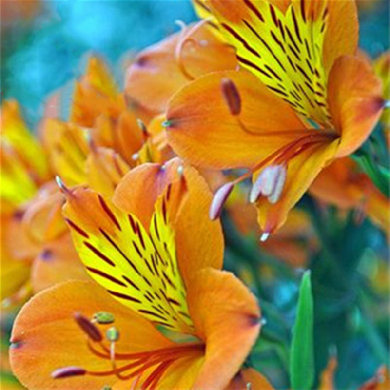 

Egrow 100PCS / Pack Lily Семена Редкий Перуанская лилия Альстромерия Бонсай Растения разноцветные Красивые лилии цветок