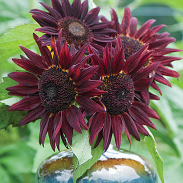 

Egrow 20Pcs / Pack Wine Red Sunflower Семена Сад Декоративные растения Горшечный цветок Семена