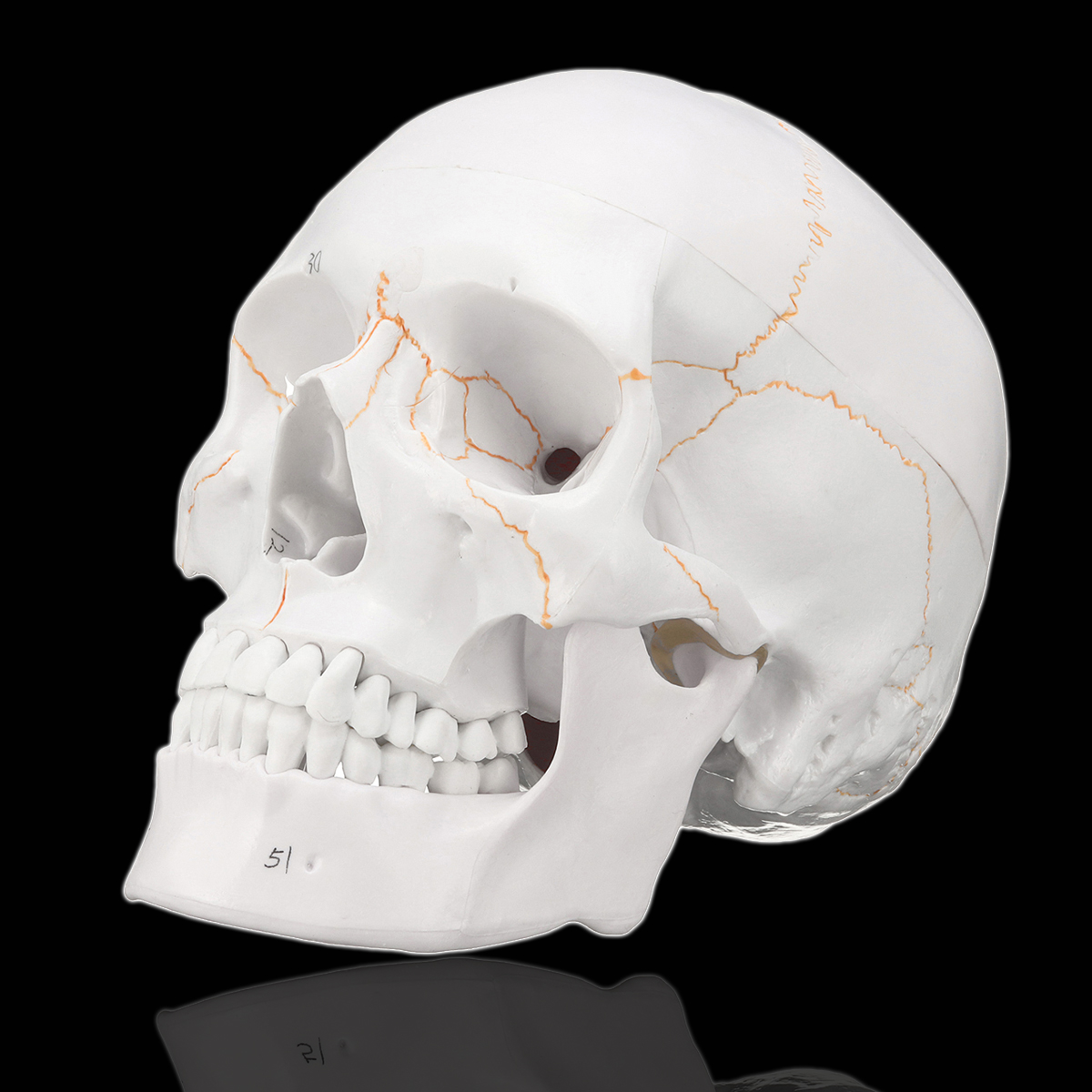 

В натуральную величину человеческий скелет головы анатомической анатомии Череп обучая точной модели Медицинская