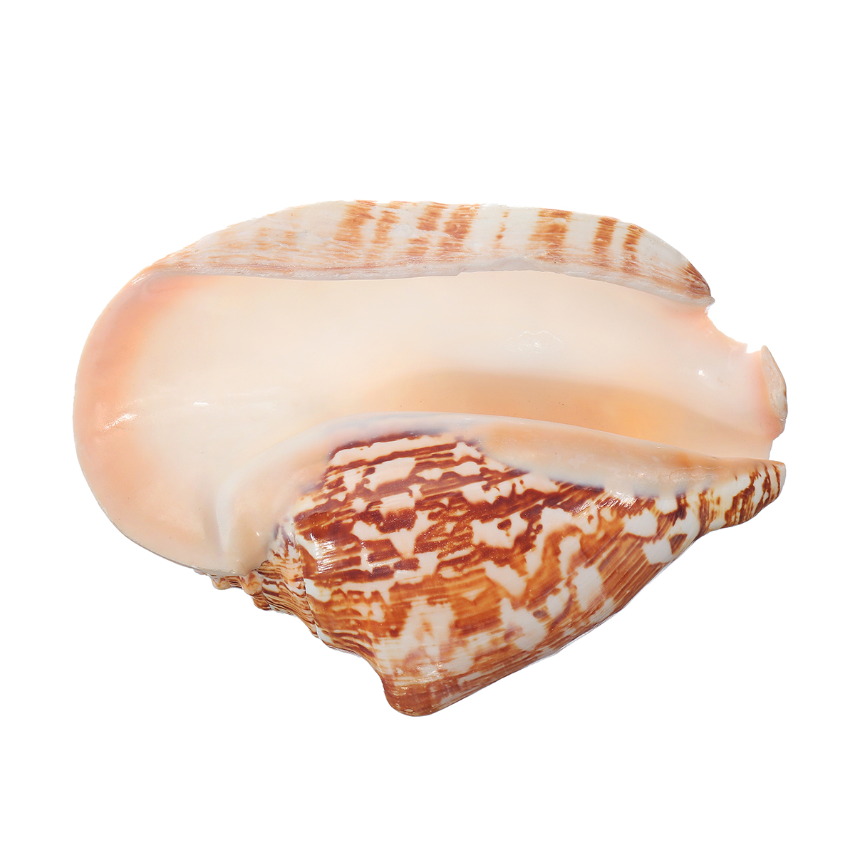 Ракушка ушко. Свеча коралловая Ракушка. Как называется Ракушка с ушками. Seashell Ear Tabs. Натуральная ракушка
