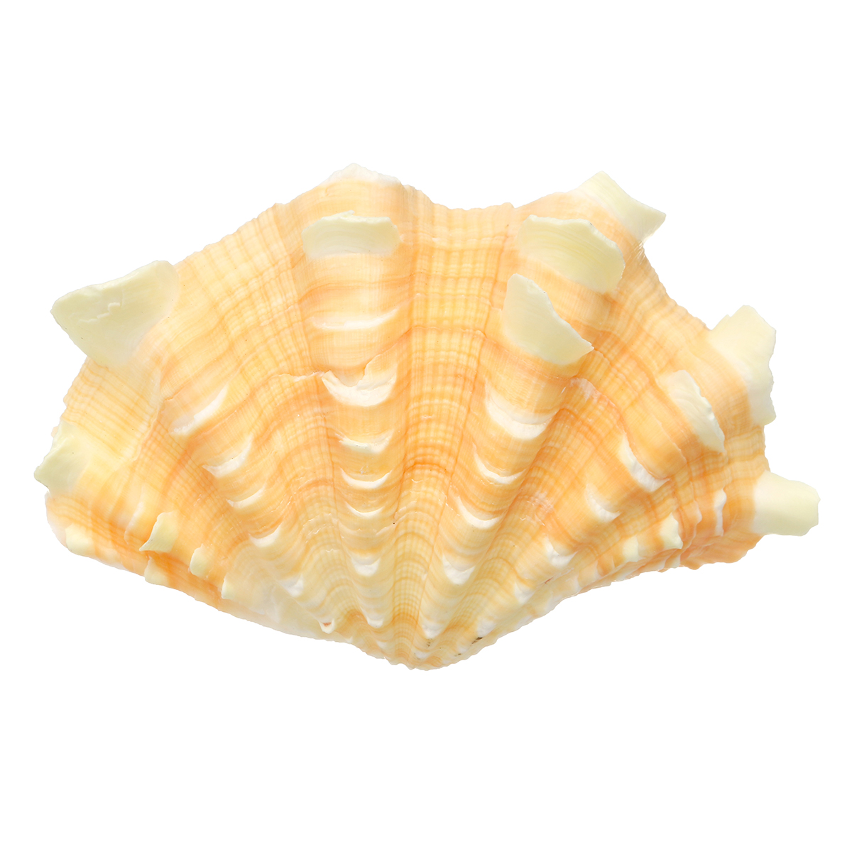 

Home Decor Furnishing Marine Sea Shell Decorations Giant Clam Tridacna Big Conch Natural Shell