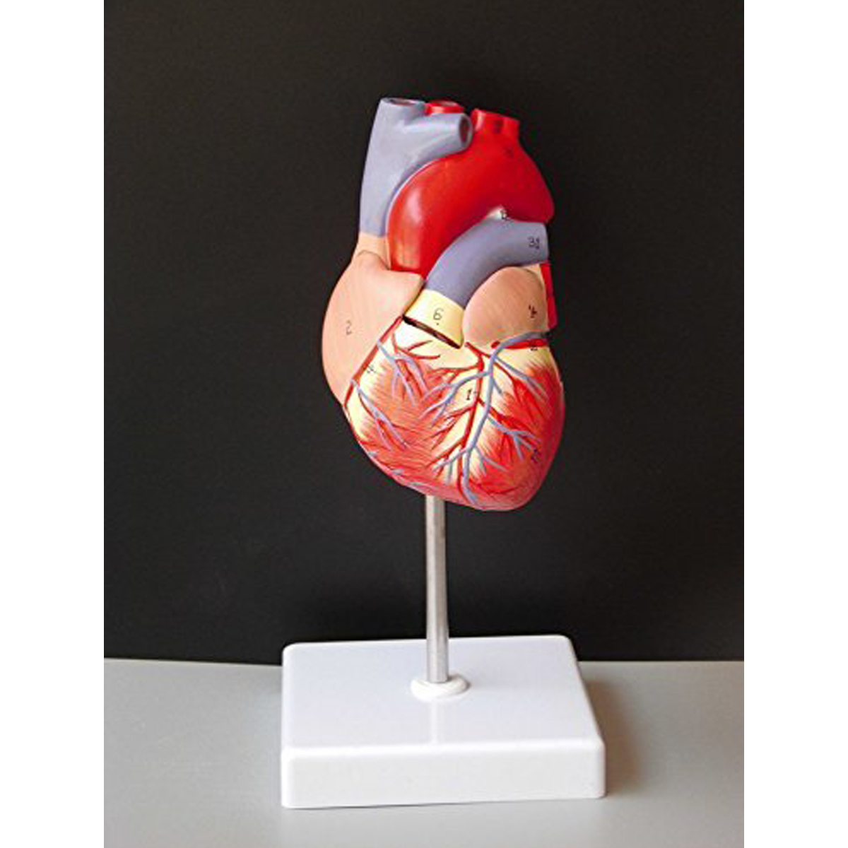 

В натуральную величину человек Сердце модель анатомическая модель сердца учебные лабораторные принадлежности Медицинская
