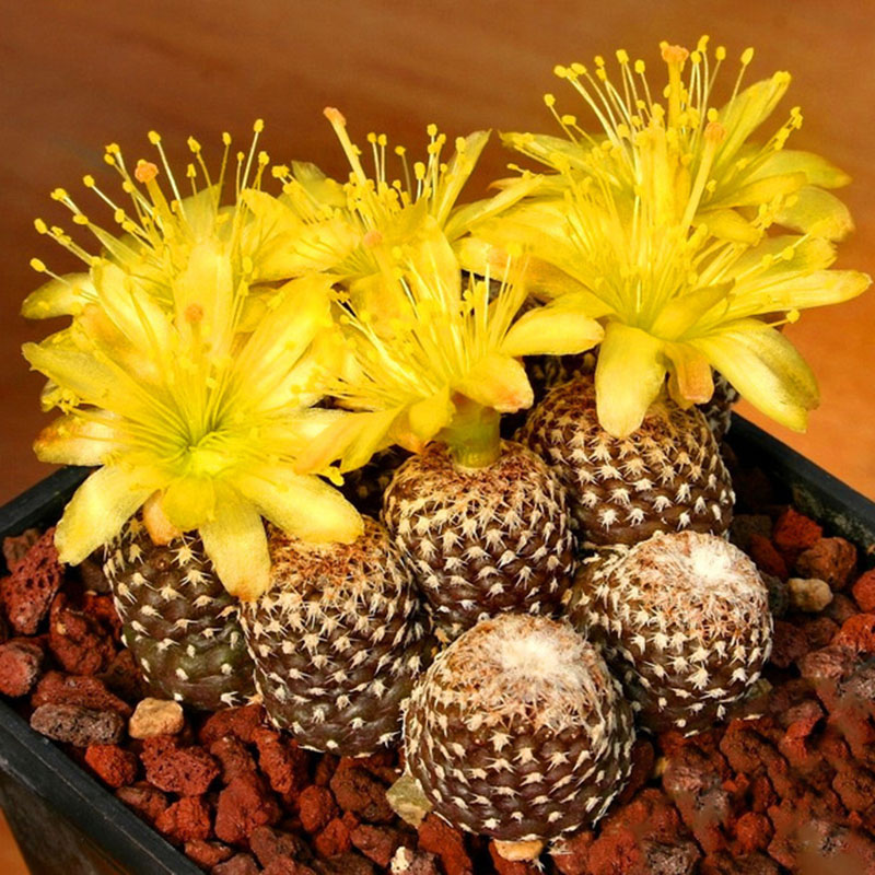 

Egrow 100 Pcs/Pack Cacyus Seeds Ball Cactus Garden Rare Succulent Plant Plantas Bonsai Celestial Flower Pot Planters Flores
