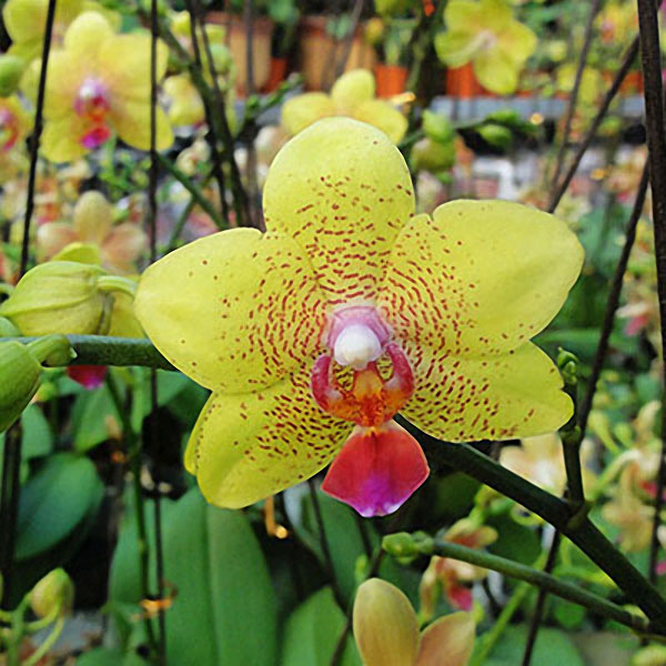 

Egrow 200pcs / Сумка Phalaenopsis Редкий Орхидея Семена Бонсай Растения Цветы Семена Для дома Сад Растения