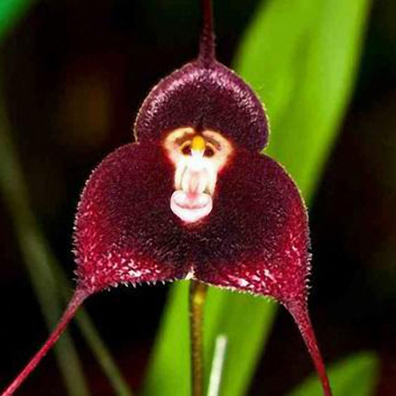 

Egrow 200PCS Garden Bonsai Flower Monkey Face Orchids Seeds Indoor Multiple Varieties Plants