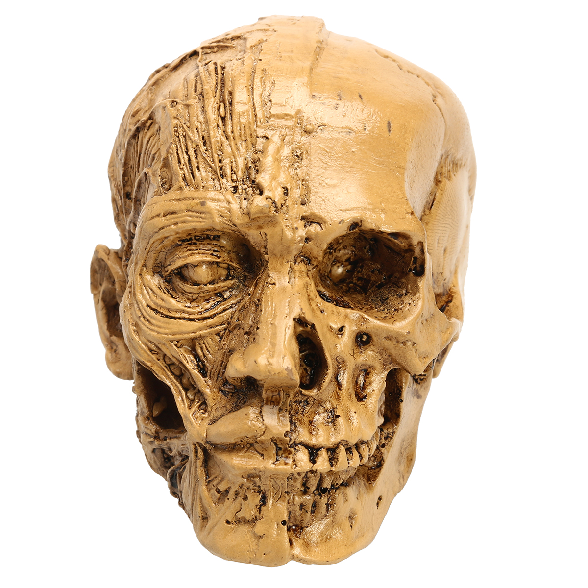 

9cm Human Anatomical Anatomy Skull Head Muscle Bone Medical Model Home Decor