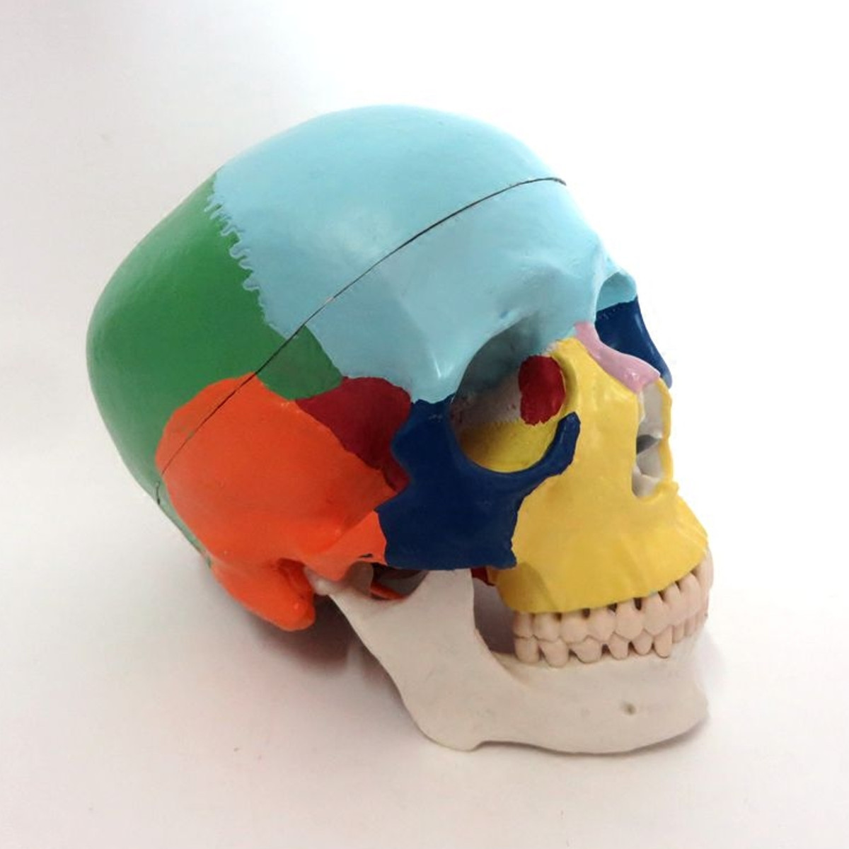 

1:1 Colorful Human Head Skull Skeleton Model 3Part Anatomy Medical Science Education