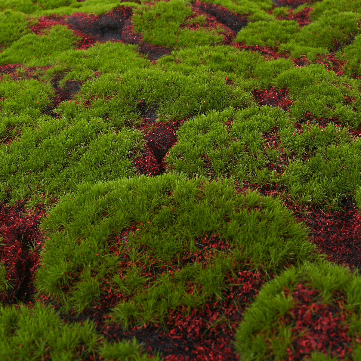 Мхи растения многолетние. Мох сфагнум красный. Мох ягель цветет. Мох Пиренополис. Цветущий мох Летиция.