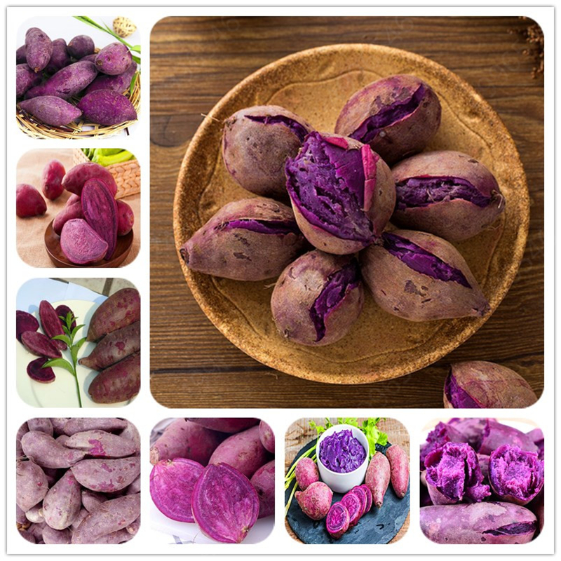 

Egrow 100 Шт. / Упак. Фиолетовый сладкий картофель Семена Картофель Вкусная зеленая пища БЕЗ ГМО овощей Растение Главная