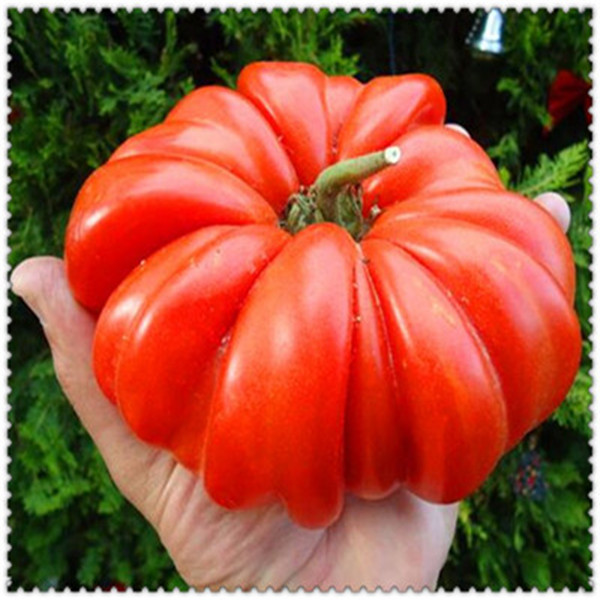 

100 PCS Giant Tomato Plants Seeds Organic Heirloom Plants Vegetables Seeds Perennial Non-GMO Plant Pot