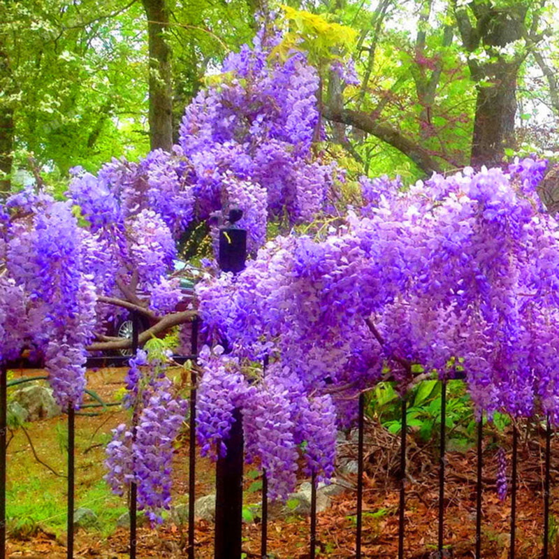 

Egrow 10Pcs/Pack Wisteria Seeds Purple Wisteria Tree Rare Indoor Perennial Ornamental Wisteria Flower Potted Planting fo