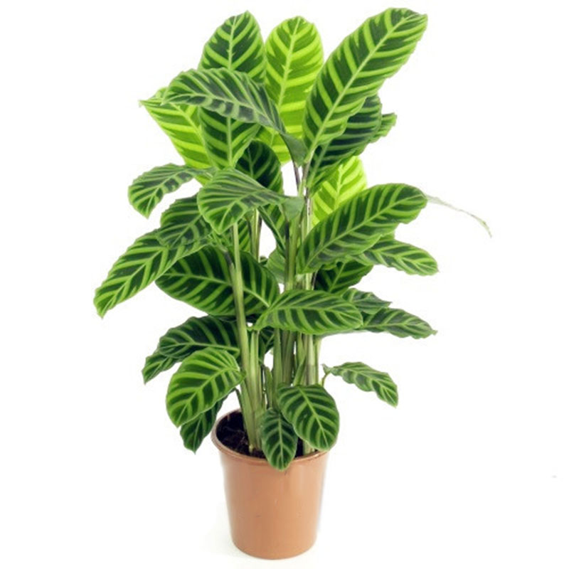 

Egrow 100 Pcs/Pack Calathea Seeds Rare Calathea Bonsai Air Freshening Plants High Humidity Office Desk Bonsai for Flower