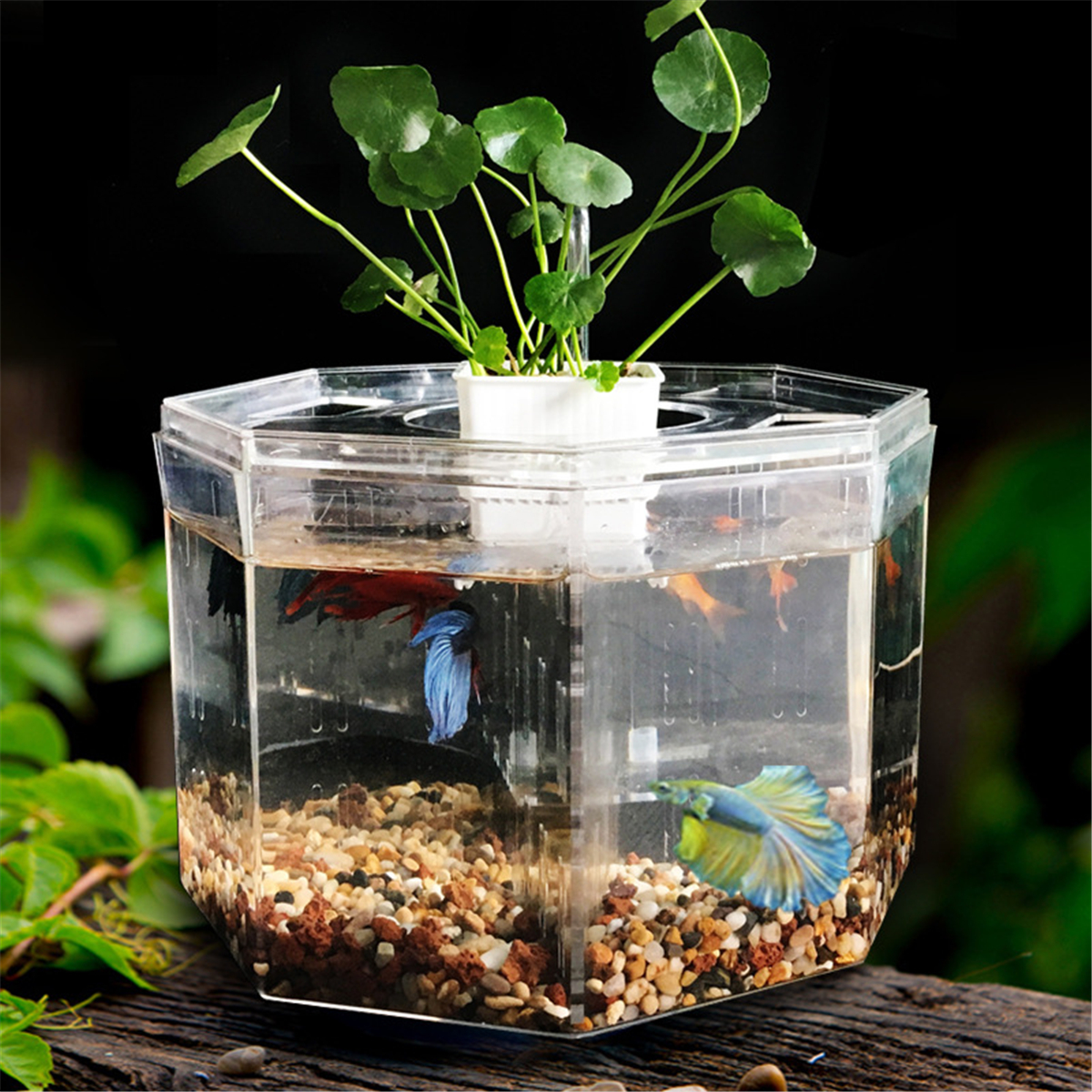 

Mini Clear Acrylic Betta Aquarium Fish Tank Breeding Isolation Box Desktop Transparent Free Fish Tank Aquatic Supplies
