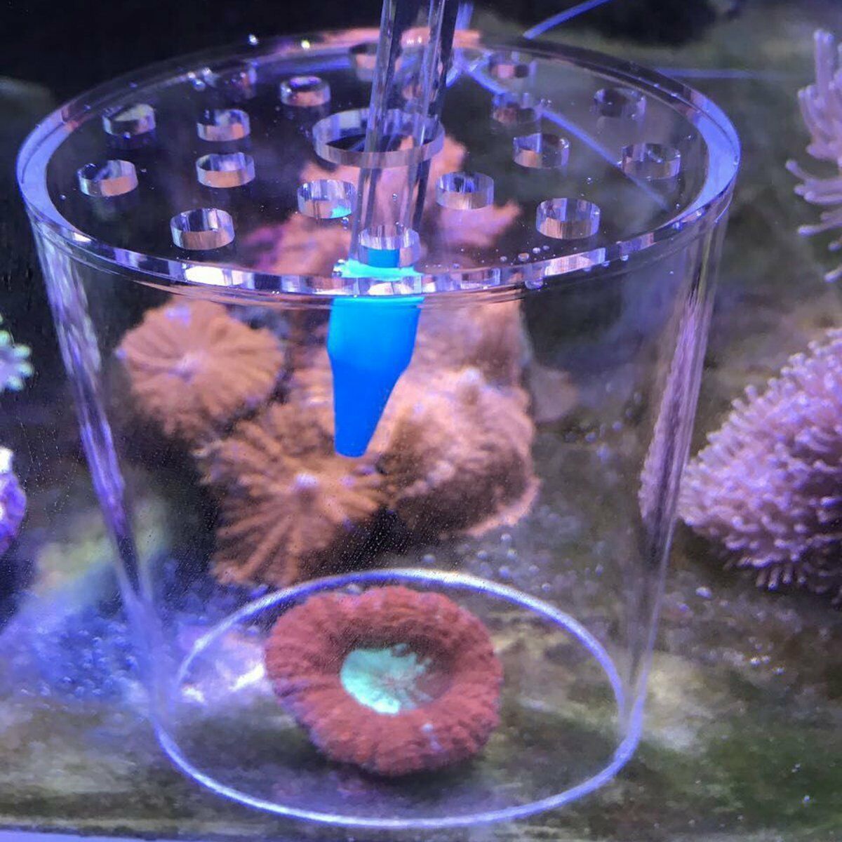 

Clear Acrylic Coral Feeding Protection Cover Marine Reef Tank Aquarium Feeder Fish Feeder