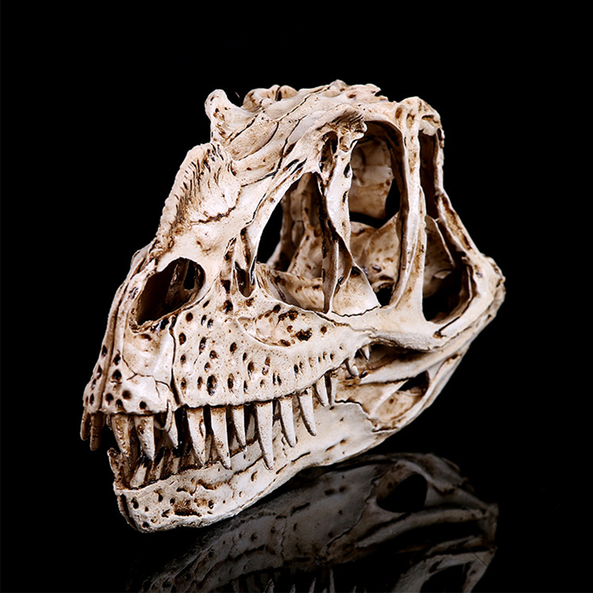 

Resin Ceratosaurus Dinosaur Skull Fossil Model Collectible Craft Gift Decorations