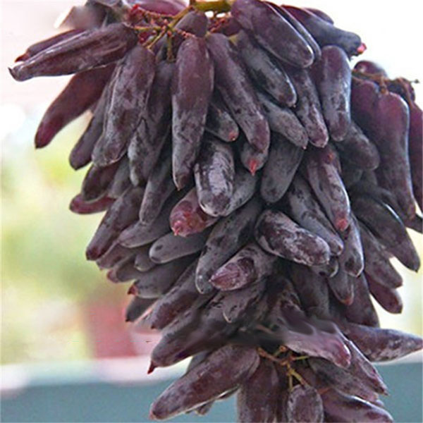 

Egrow 50 шт. / Упак. Смешанные пальчики виноградных косточек Сад Посадка в горшке плодовых растений винограда