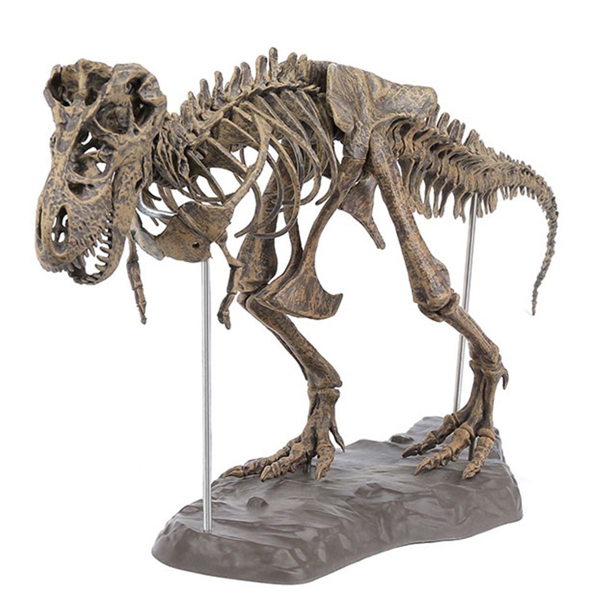 

DIY Colour 70Cm T Rex Tyrannosaurus Rex Skeleton Dinosaur Animal Collector Model Decorations