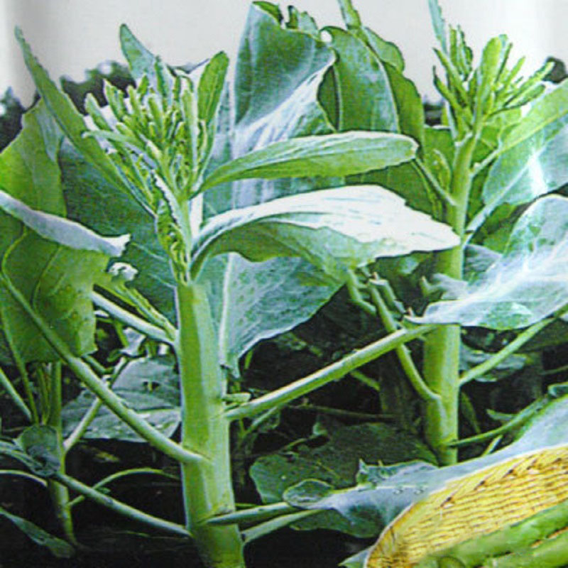 

Egrow 20 Pcs/Pack Cabbage Seeds Flower Kale Bonsai Organic Vegetable Bonsais Garden Plant