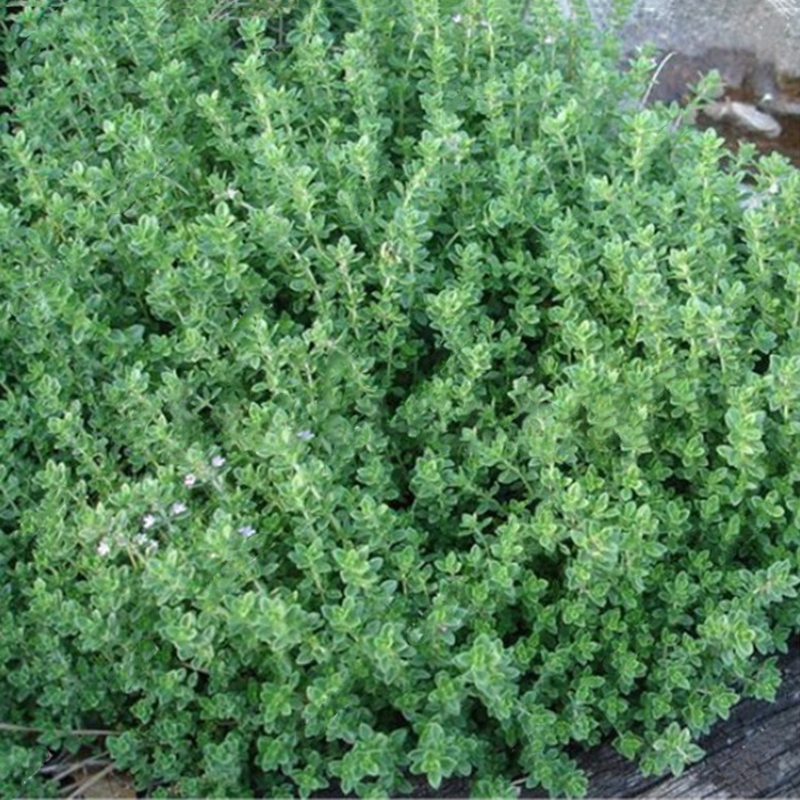 

Egrow 200Pcs/Pack Thyme Seeds Green Lemon Thyme Grass Bonsai Herb Garden Plant Vegetable Bonsais Thymus Citriodorus Mosq