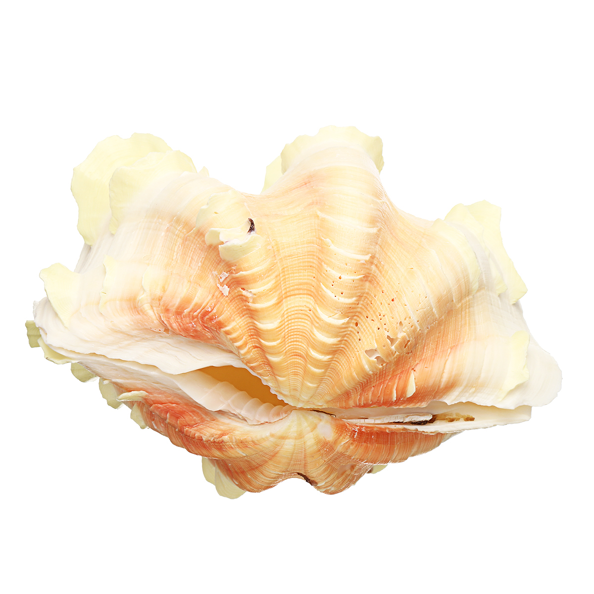 

16-18cm Natural Marine Shell Tridacna Clam Conch Home Furnishing Giant Large Sea Decorations