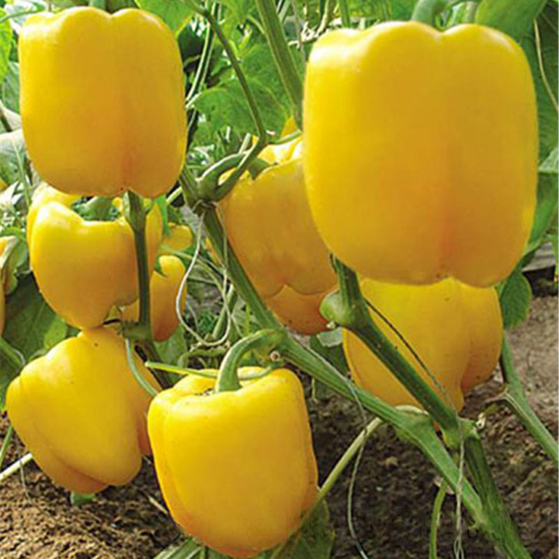 

Egrow 100 Pcs/Pack Pimento Seeds Yellow Sweet Bell Hot Pepper Bonsai Vegetables Paprika Bonsai Plant for Home Garden