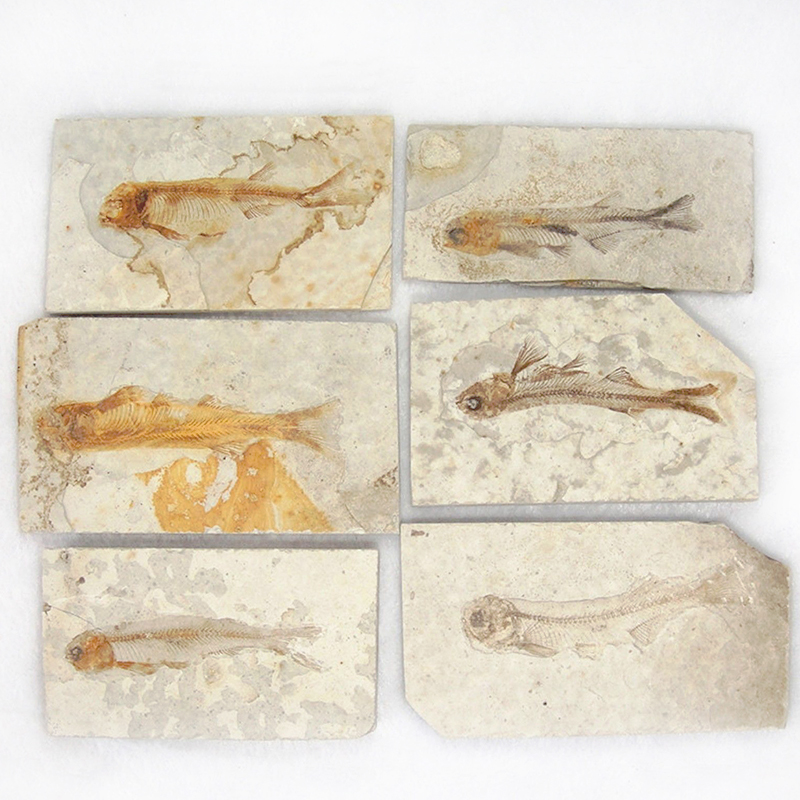 

Lycoptera Davidi plate specimen Jurassic to Cretaceous Real Fish Fossil China Decorations