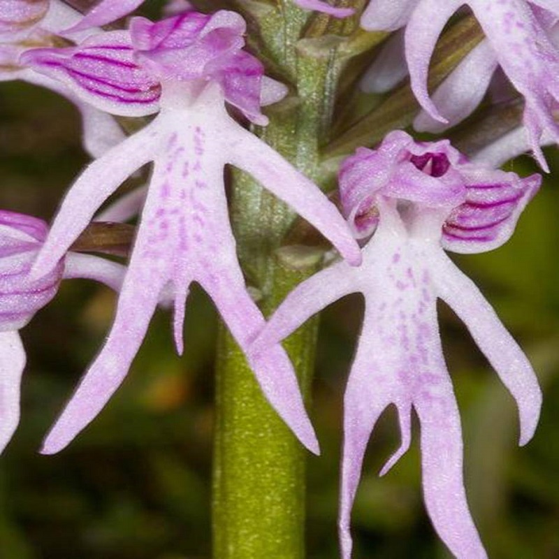 

20Pcs Naked Male Orchid Garden Magic Seeds Orchis italica Home Office Potted Plants