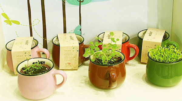 diy cup potted