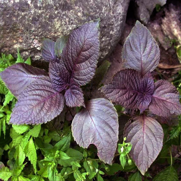 

50шт фиолетовые семена периллы Огород однолетнее растение травы