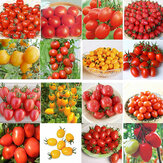 Egrow 200Pcs Tomato Seeds Garden Vegetable Planting Red Yellow Black Potted Tomatoes Bonsai