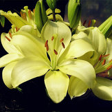 Egrow 100PCS Lily Seeds Plants indoor bonsai perfume lily seeds lily flower seeds For Garden Home