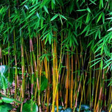 Egrow 20Pcs/Bag Black Bamboo Seeds Rare Giant Black Moso Bamboo Bambu Seeds Professional Pack Bambusa Lako Tree Seeds for Home Garden