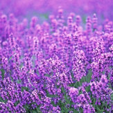 Egrow 200Pcs Provence Lavendel Zaden Geurige Organische Bloemzaden Home Tuin Bonsai Plant